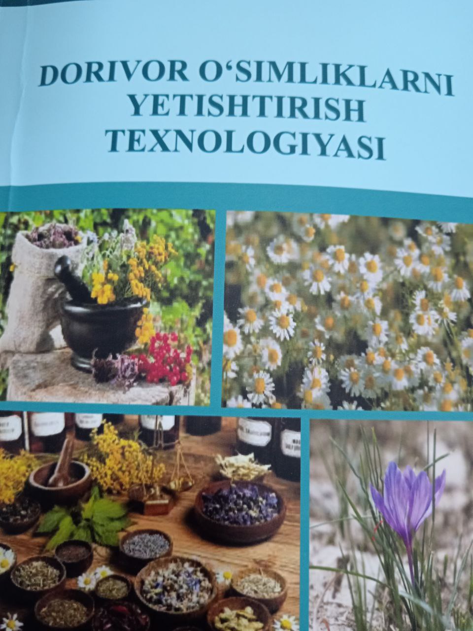 Dorivor o'simliklarni yetishtirish texnologiyasi