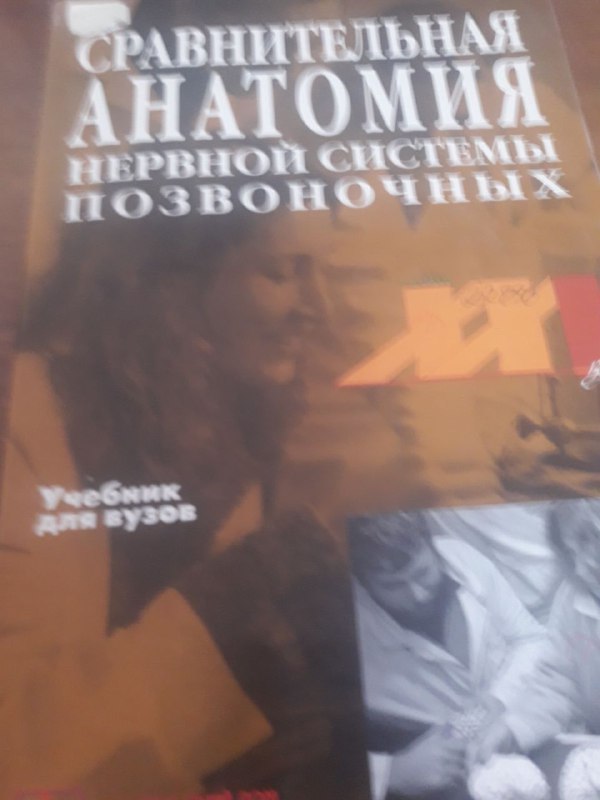 Сравнительная анатомия нервной системы позвоночных