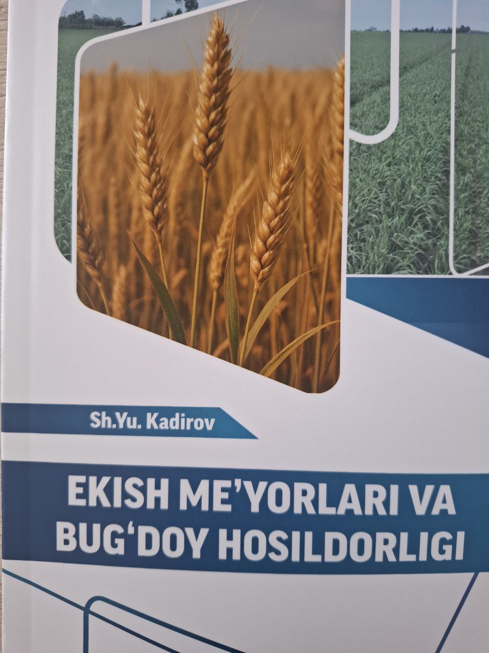 Ekish me`yorlari va bug'doy hosildorligi