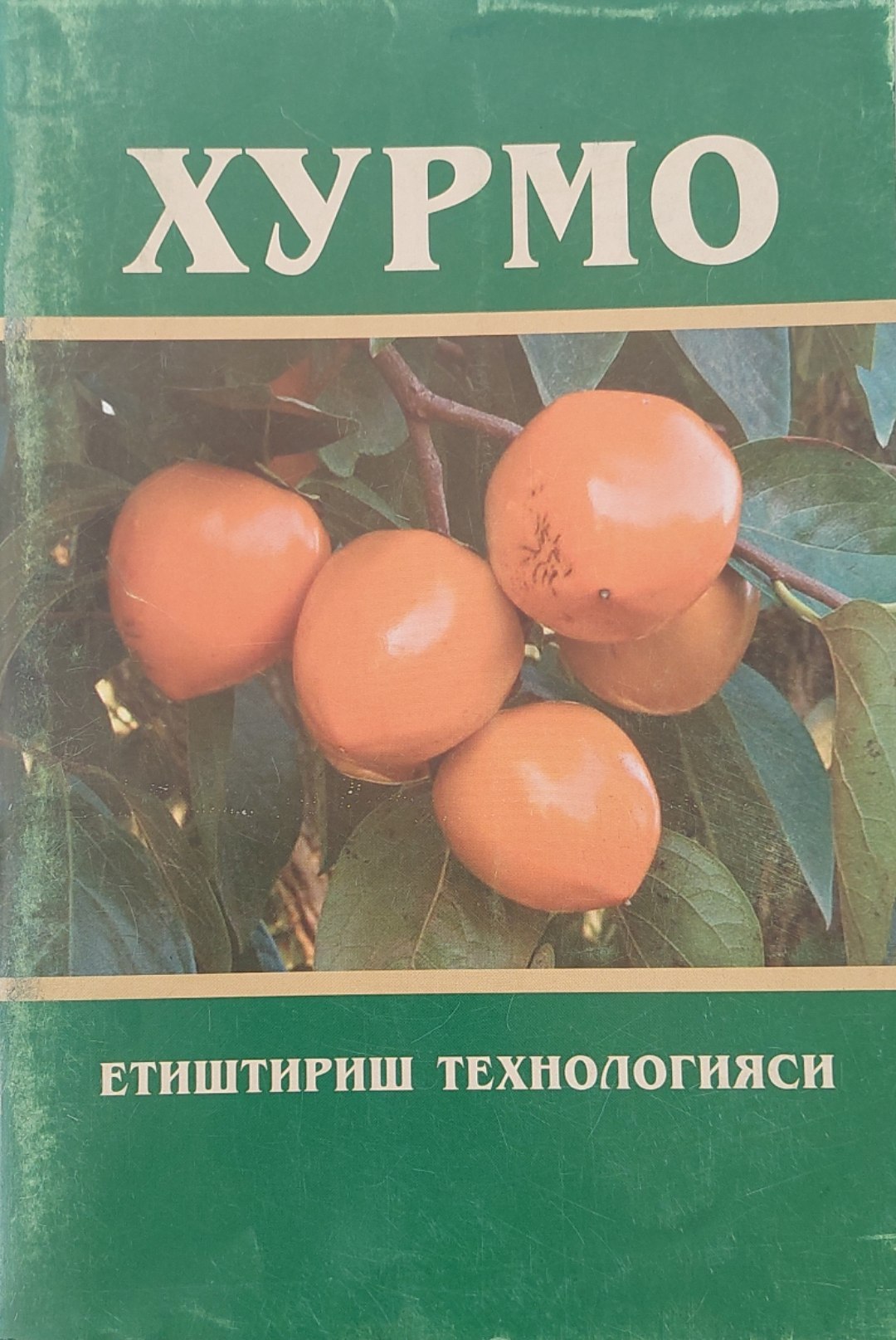 ХУРМО  ЕТИШТИРИШ ТЕХНОЛОГИЯСИ