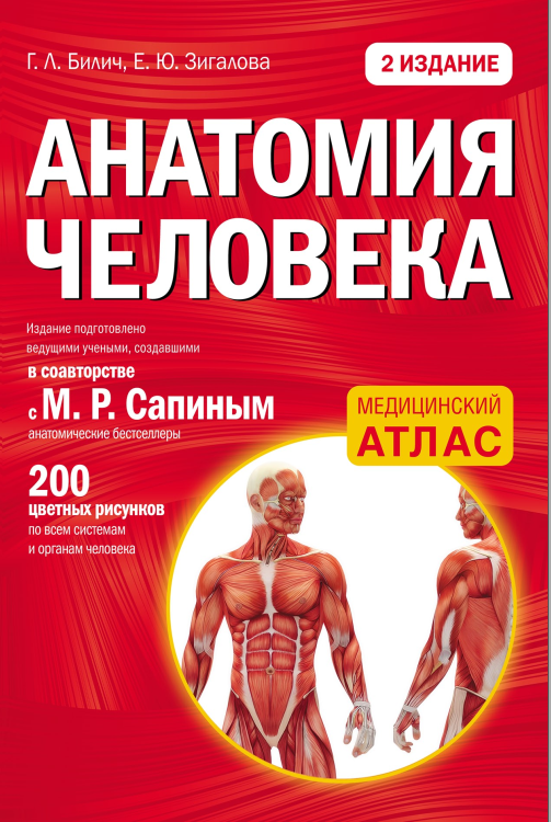 Анатомия человека