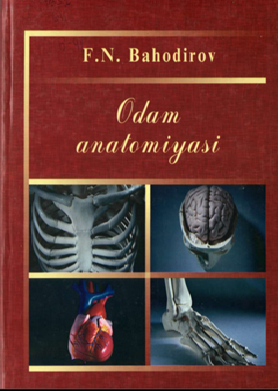 Odam anatomiyasi