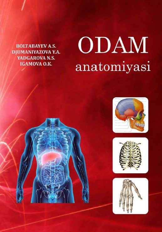 Odam anatomiyasi