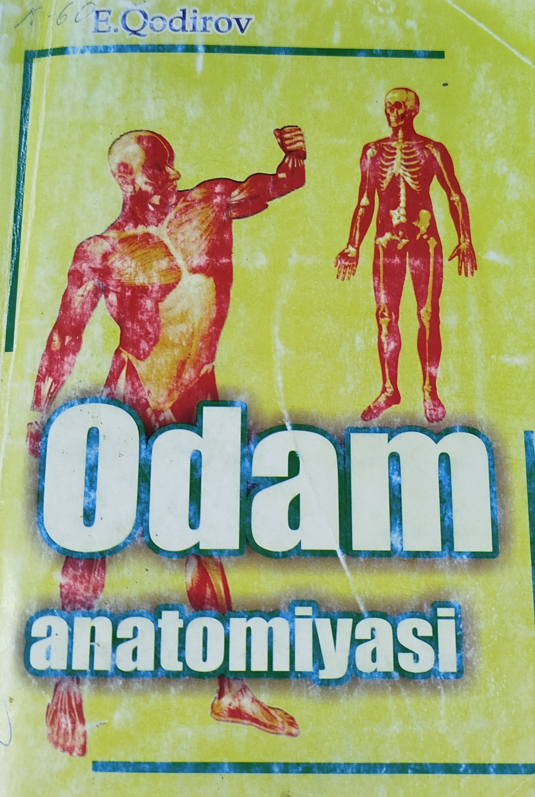 Odam anatomiyasi