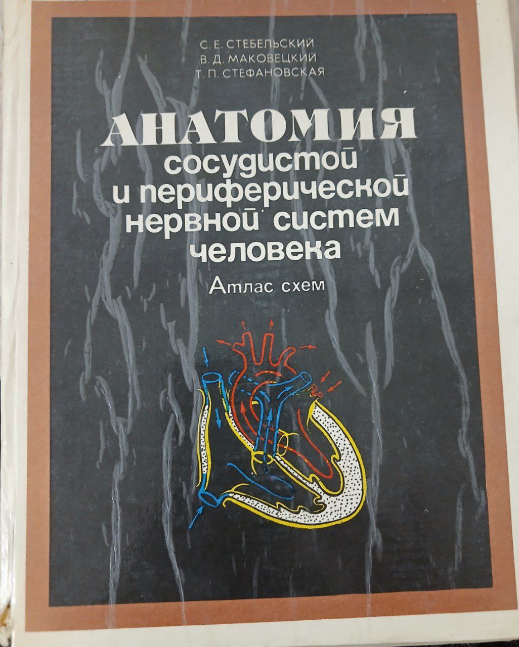 Анатомия сосудистой и периферической нервной систем человека